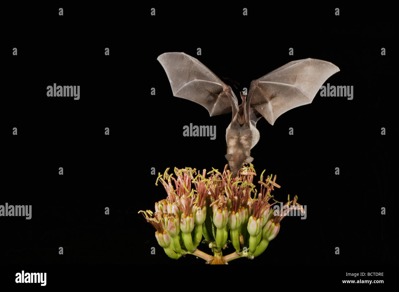 Minore a ganasce lunghe Leptonycteris Bat curasoae adulto in volo di notte alimentare sul fiore di Agave Agave spp Tucson in Arizona USA Foto Stock