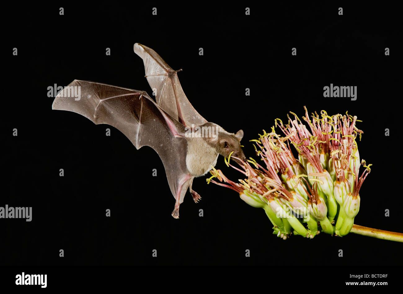 Minore a ganasce lunghe Leptonycteris Bat curasoae adulto in volo di notte alimentare sul fiore di Agave Agave spp Tucson in Arizona USA Foto Stock