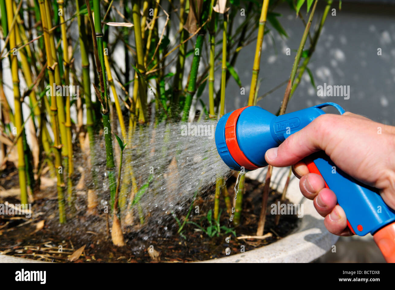 Irrigazione di una pianta in vaso Foto Stock
