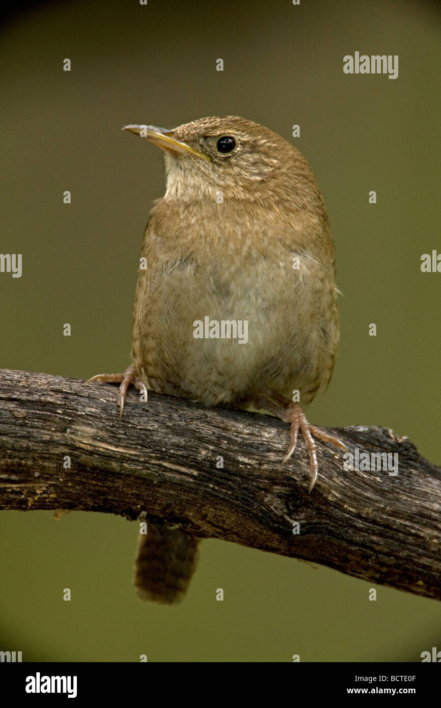 Casa Wren (Troglodytes aedon brunneicollis) Arizona - USA - marrone-throated gara - un raro residente in Southeastern Arizona Foto Stock