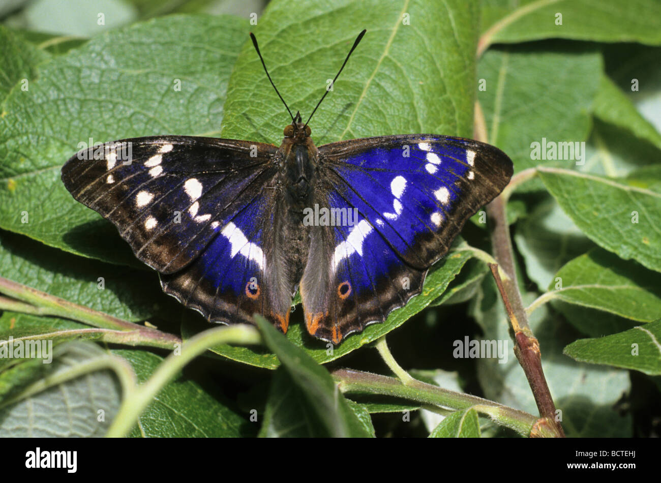 Viola imperatore (Apatura iris), maschio a prendere il sole Foto Stock