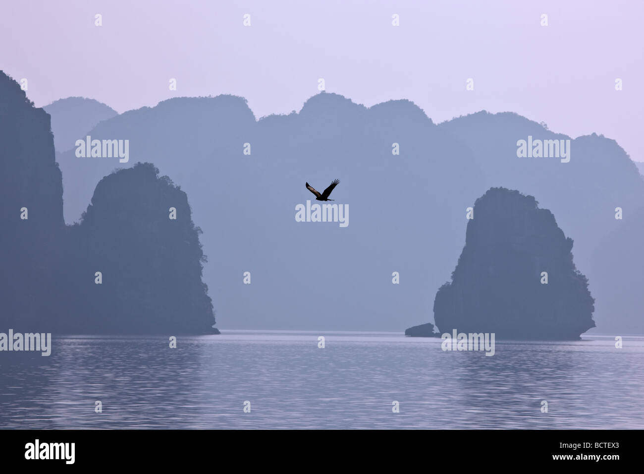 Bird flying Halong Bay Vietnam Foto Stock