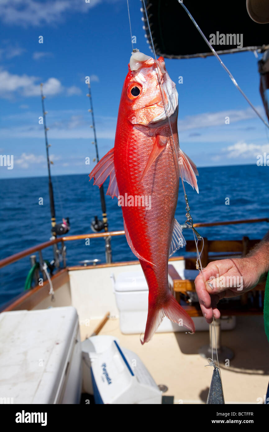 Onaga, pesca Hawaii Foto Stock