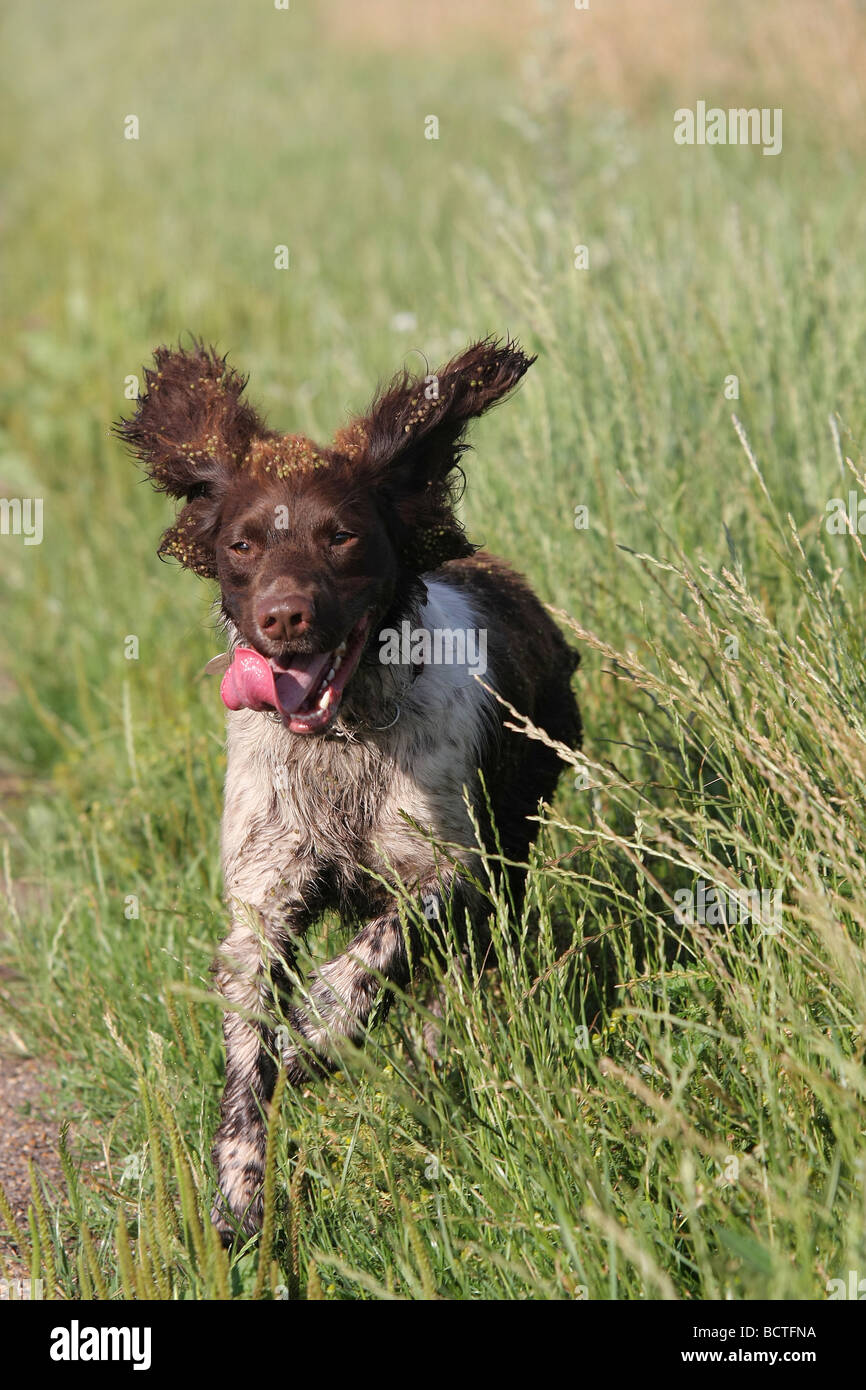Springer spaniel bounding fuori di erba lunga Foto Stock