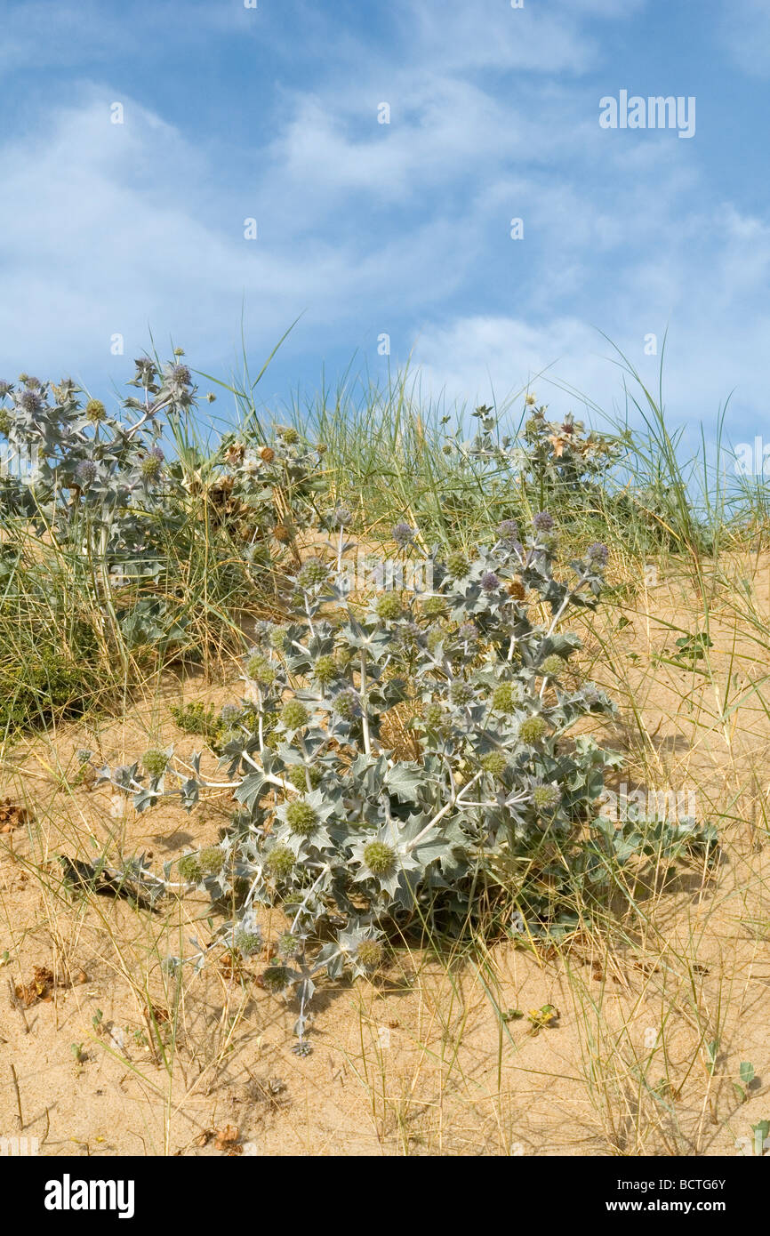 Mare Holly piante (Landes - Francia). Panicaut des Dunes (Landes - Francia). Foto Stock