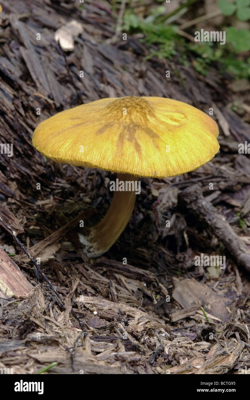 Fungo toadstool Foto Stock