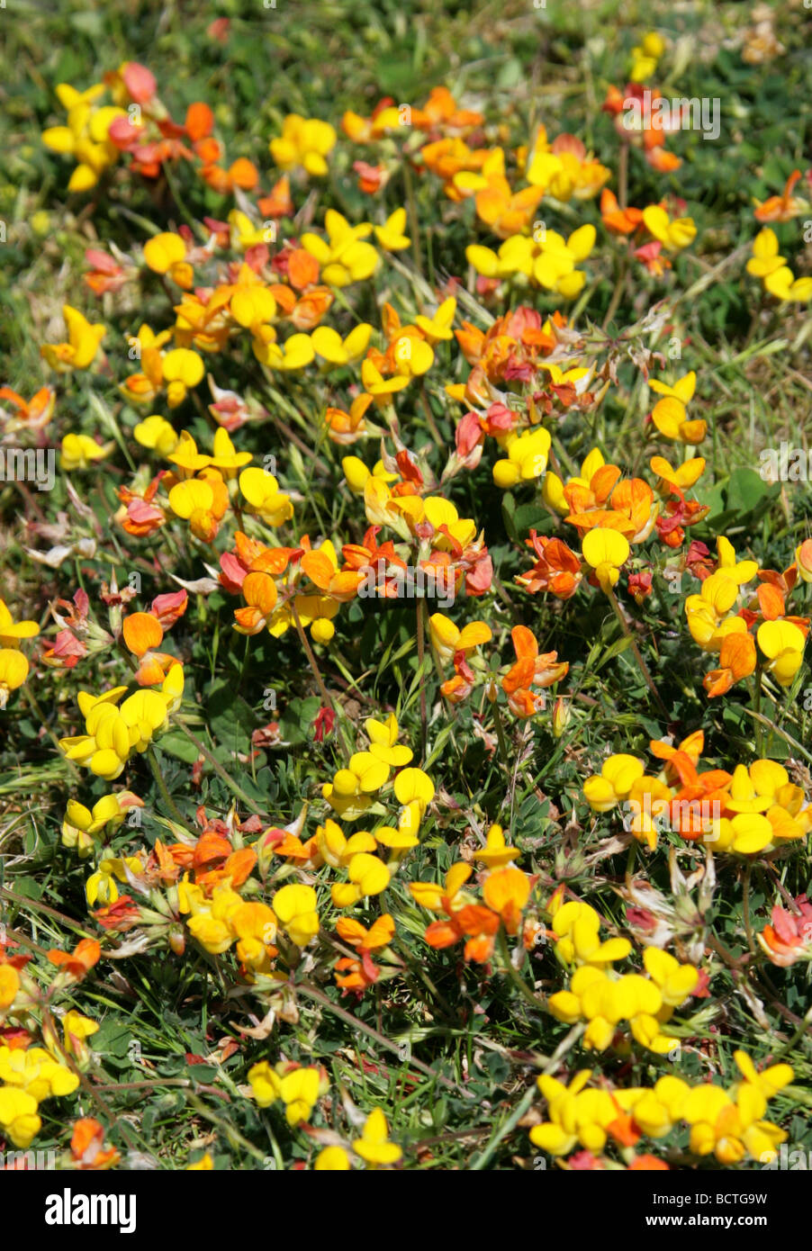 Trifoglio Birdsfoot, Lotus corniculatus, Fabaceae Foto Stock