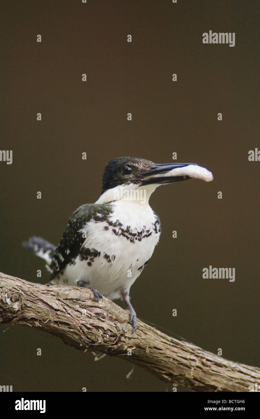 Green Kingfisher Chloroceryle americana femmina con pesci preda Hill Country Texas USA Aprile 2007 Foto Stock