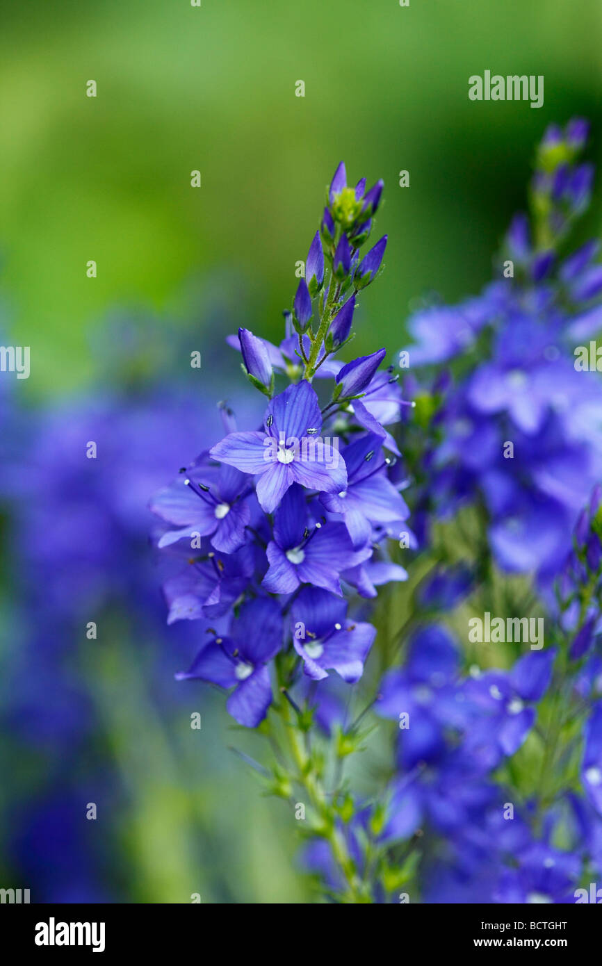 Latifoglie Speedwell (Veronica austriaca ssp. Teucrium) Foto Stock