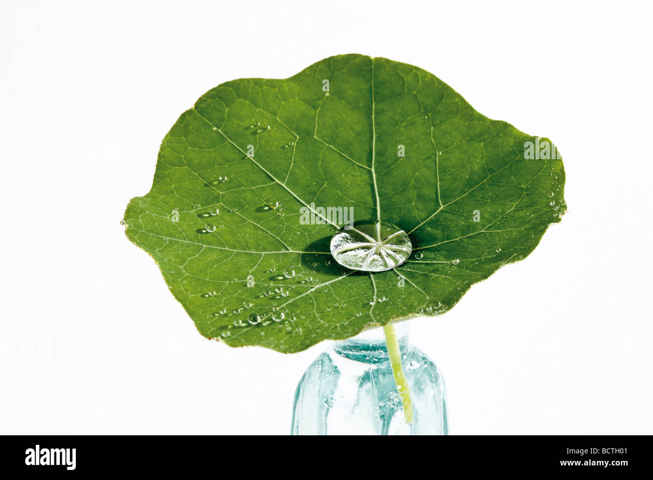 Il crescione indiano (Tropaelum majus), ricoperti di foglia con gocce d'acqua Foto Stock