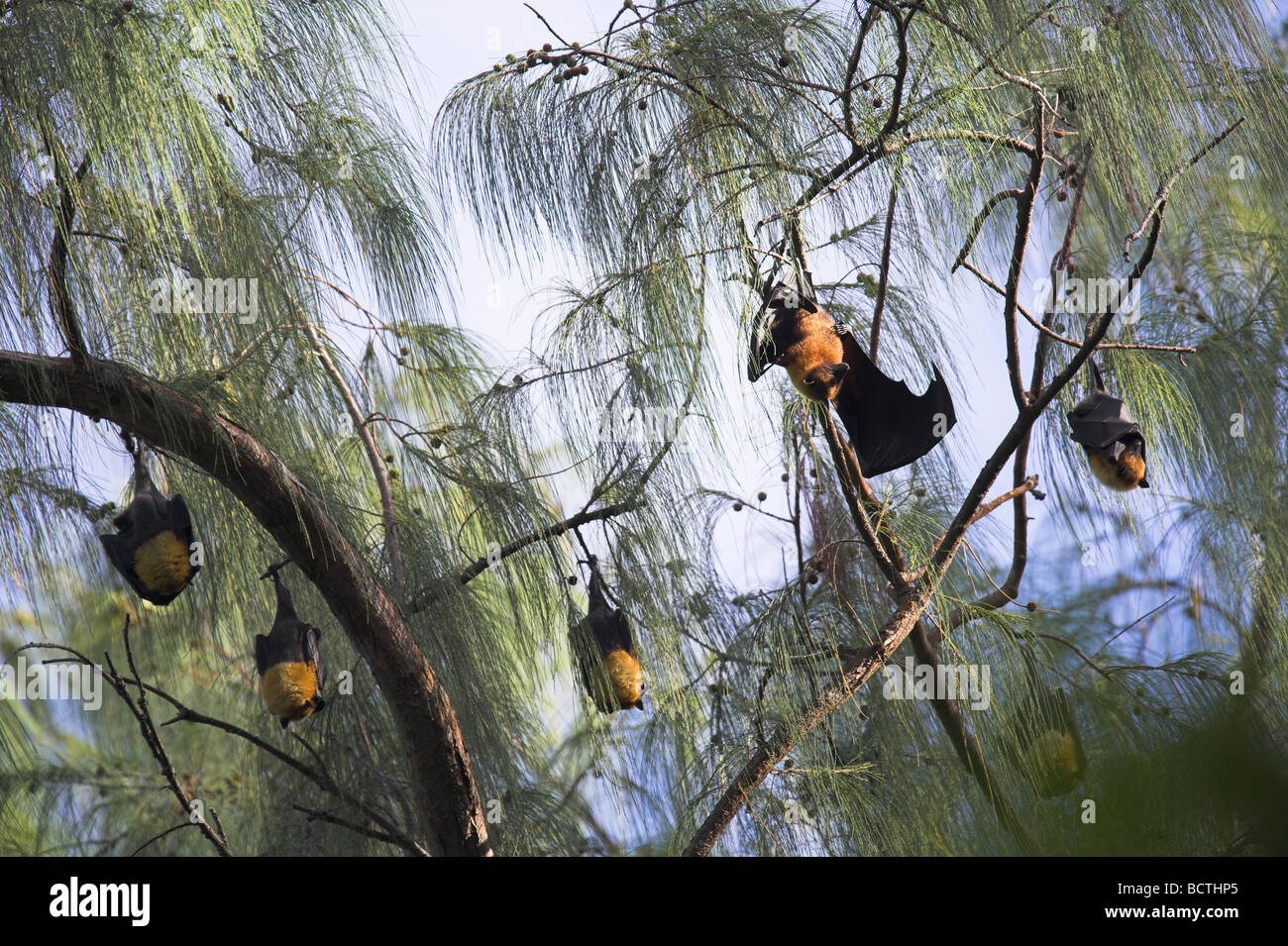 Seychelles le Volpi Volanti Pteropus seychellensis a roost in albero canopy su La Digue, Seychelles in maggio. Foto Stock