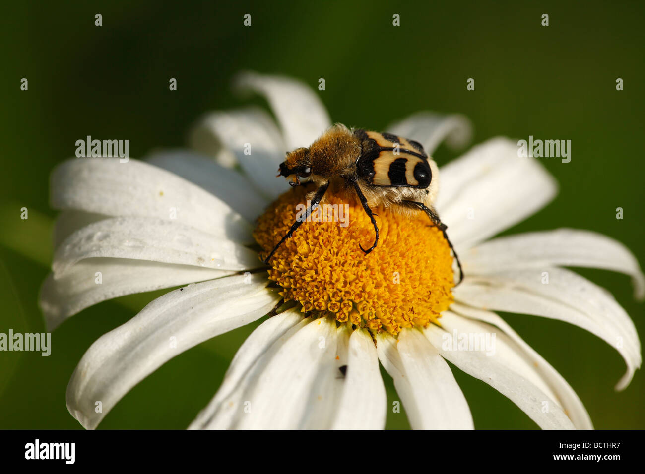 Bee beetle (Trichius fasciatus) il fiorire di una margherita Foto Stock