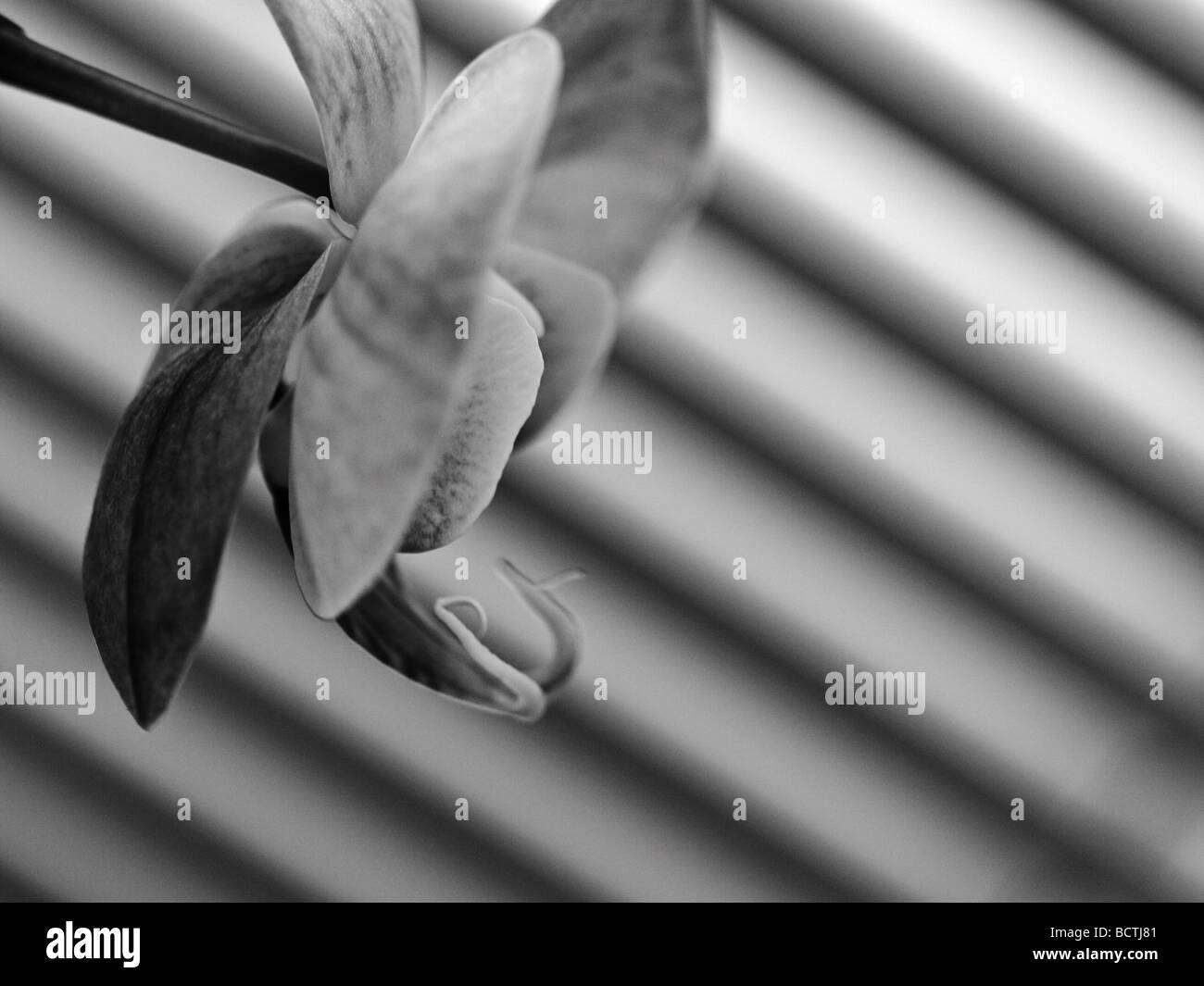 orchidea catasetum - 4 Catasetum orchid immagini e fotografie stock ad alta risoluzione - Alamy