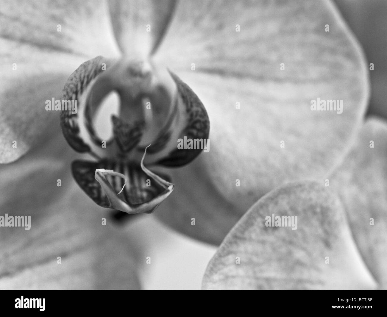orchidea catasetum - 1 Catasetum orchid immagini e fotografie stock ad alta risoluzione - Alamy