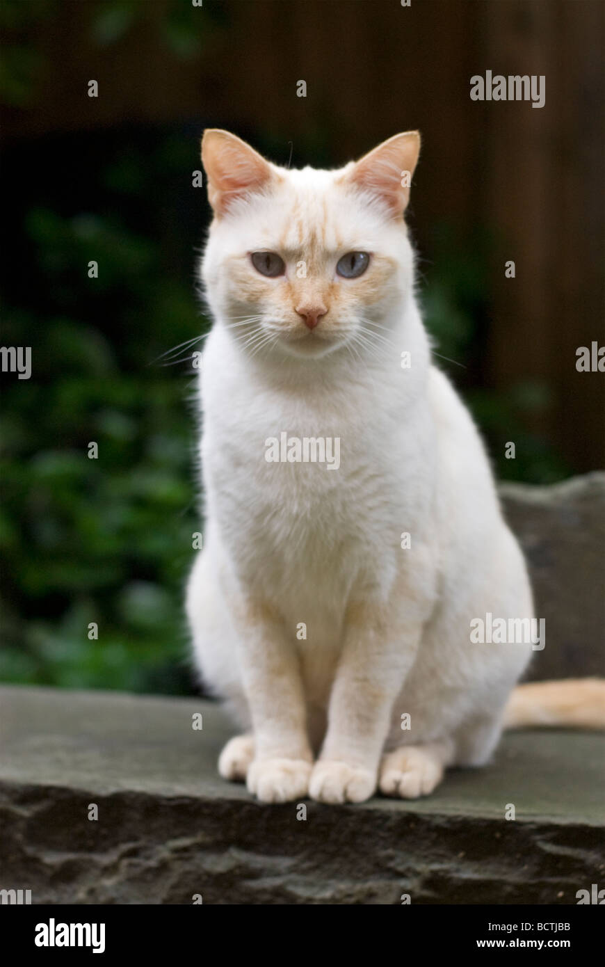 Giovani mix siamese gatto Foto Stock