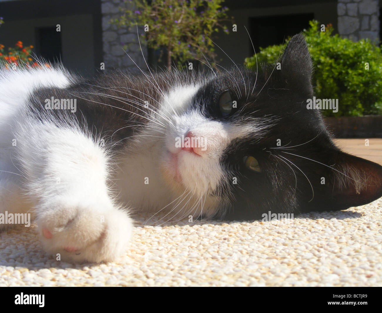 Black & White cat sdraiati al sole Foto Stock