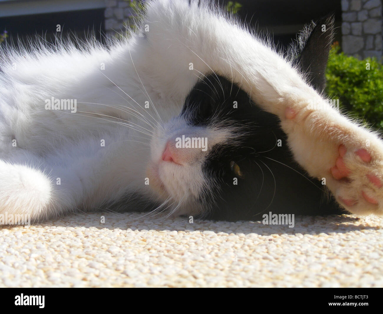 Black & White cat, prendere il sole Foto Stock