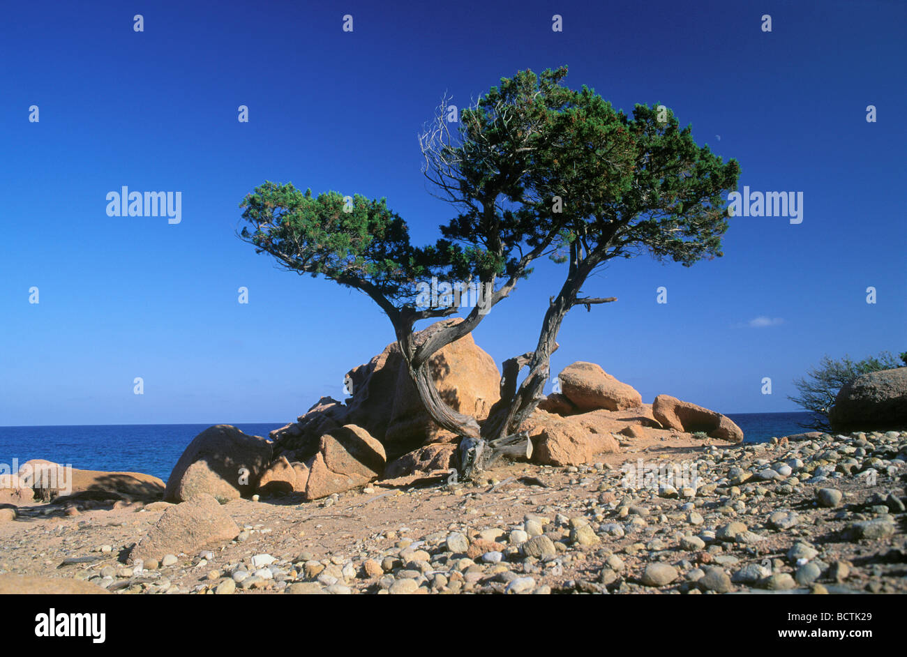 Pino su la costa della Marina di Gairo, Sardegna, Italia, Europa Foto Stock