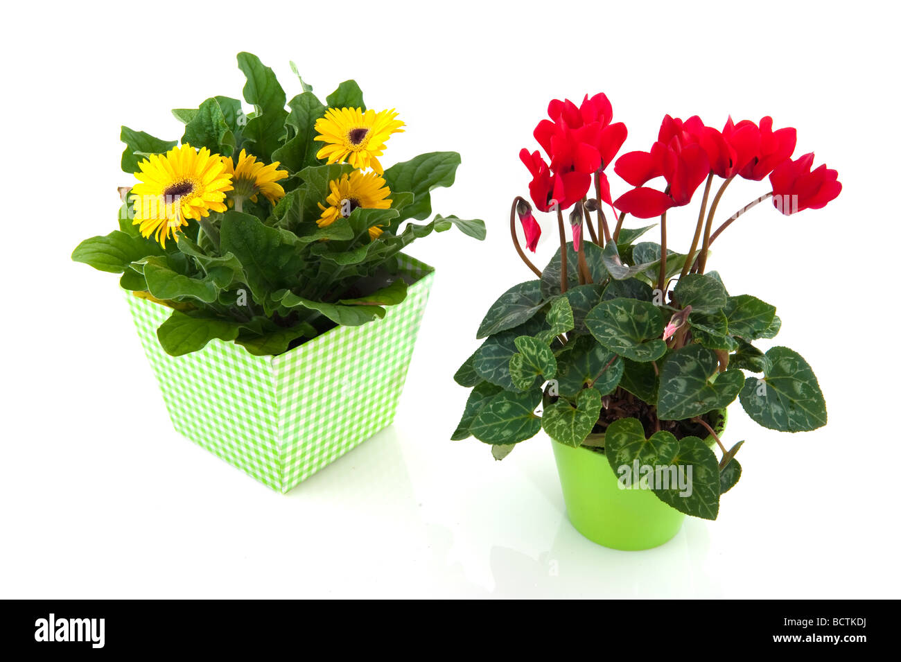 Rosso ciclamino e giallo Gerber allegri con vasi di fiori isolati su bianco Foto Stock