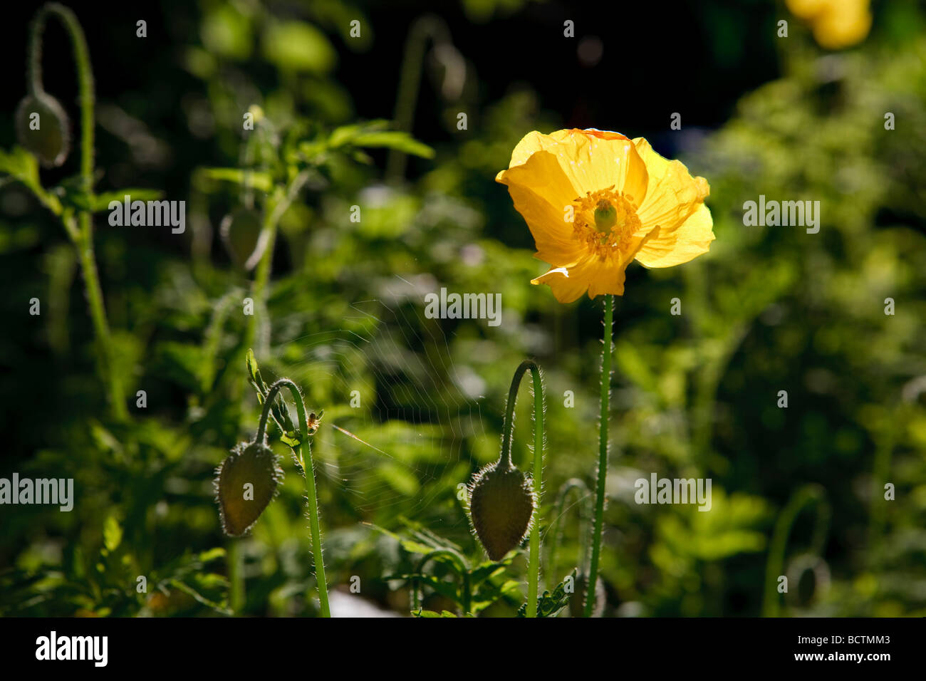 Welsh papavero, Engelsk vallmo (Meconopsis cambrica) Foto Stock