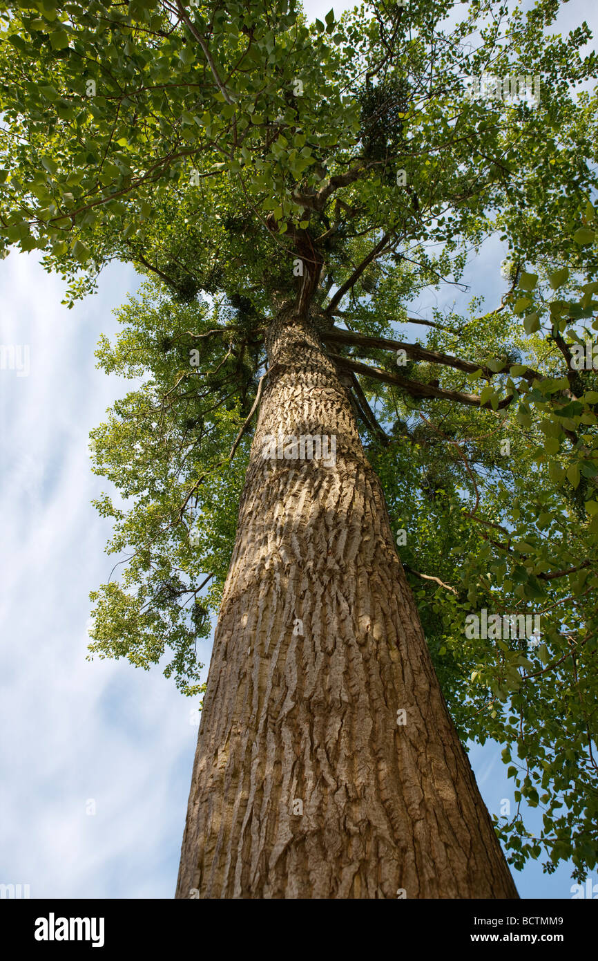 Balsamo di Galaad, Ontariopoppel (Populus jackii) Foto Stock