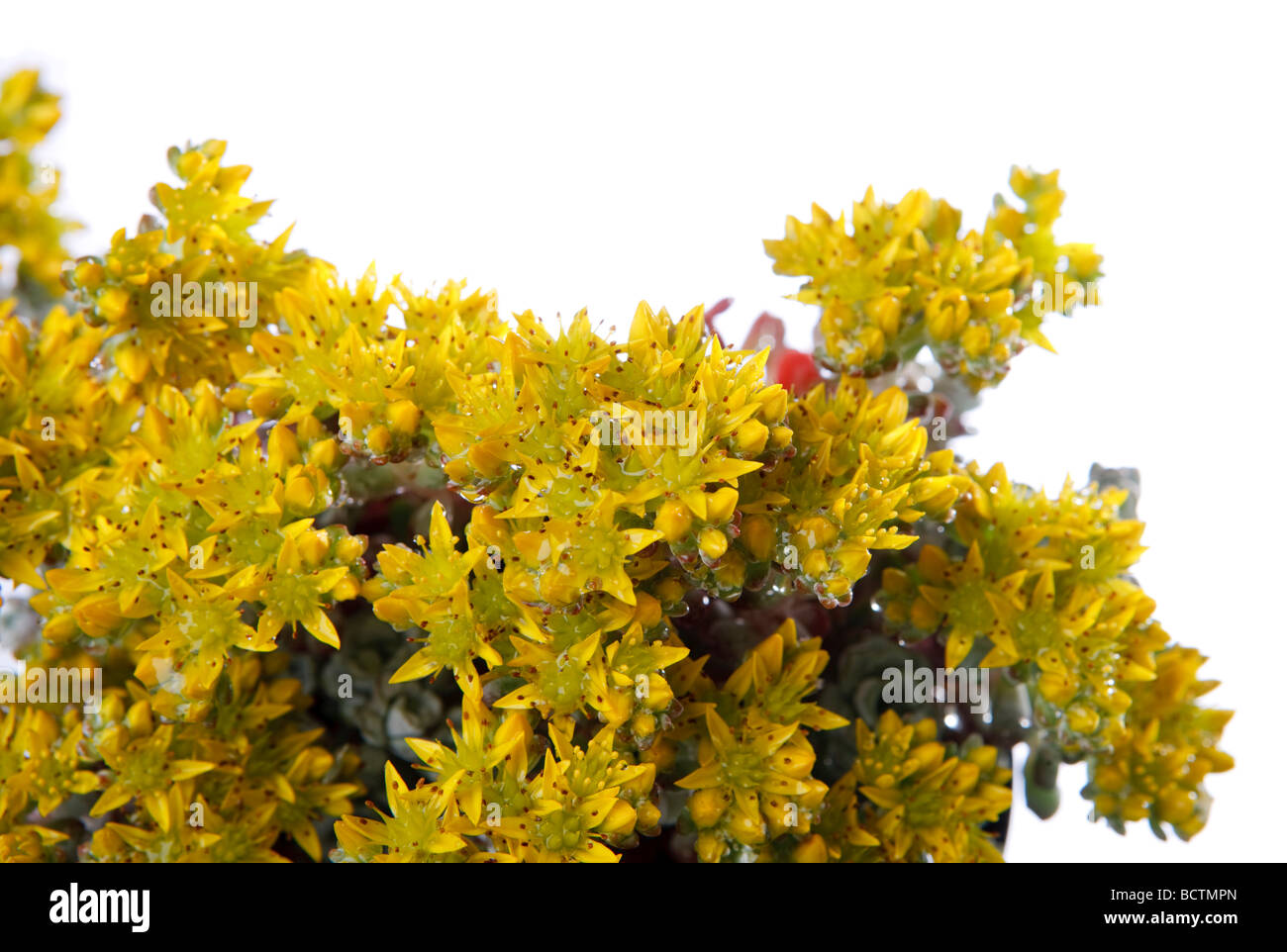"Cape Blanco' Stonecrop latifoglie, Kalifornisk fetknopp (Sedum spathulifolium) Foto Stock