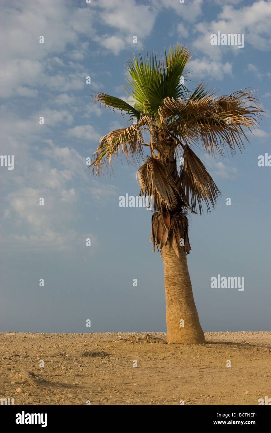 Unico albero di palma con foglie di morire. Foto Stock