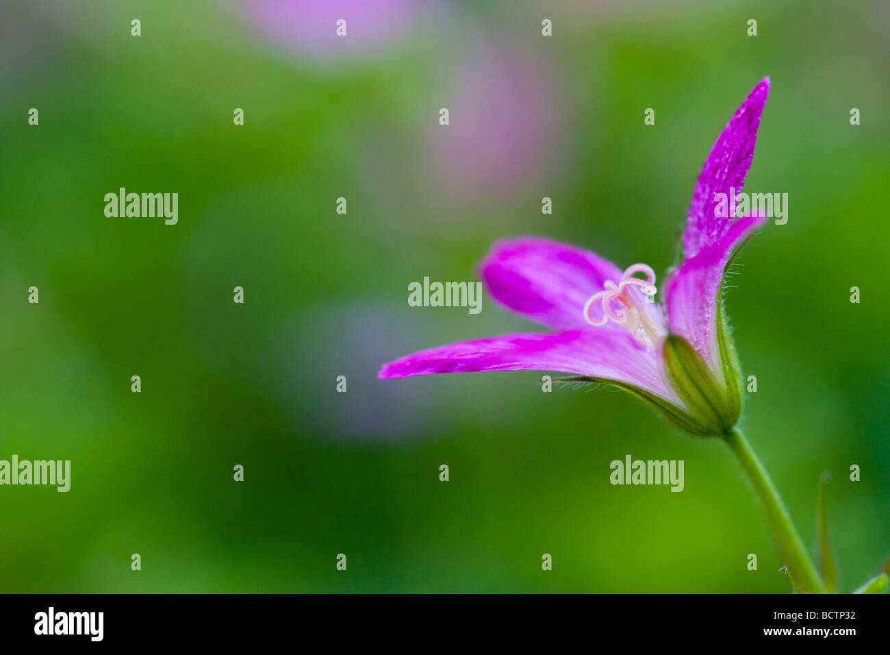 Geranio rosa Foto Stock