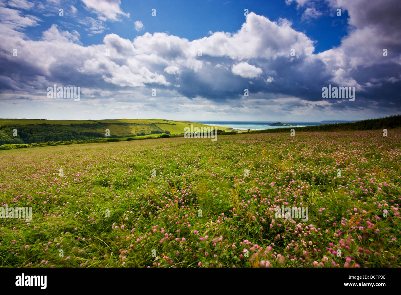Clover Field & Burgh isola Devon Regno Unito Europa Foto Stock