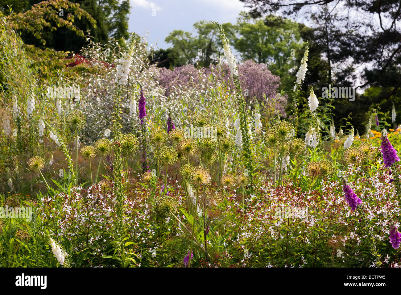 Allium seedheads e digitalis in un perenne confine ad RHS Harlow Carr Foto Stock