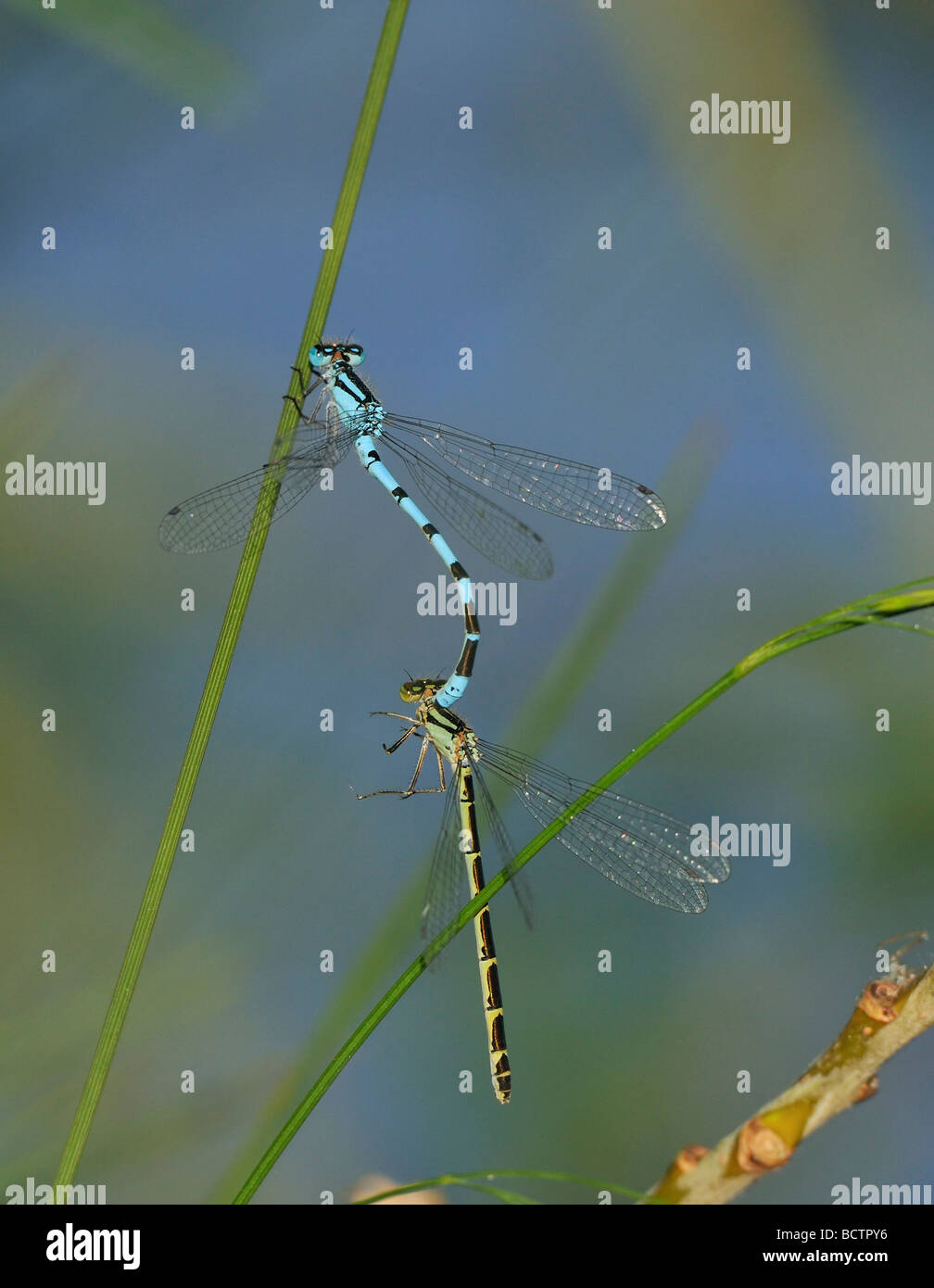 Comune Damselfly blu Enallagma cyathigerum coppia in tandem sul gambo di erba Foto Stock