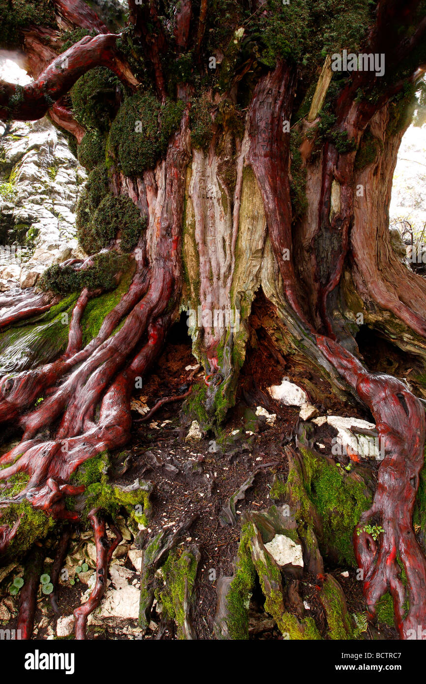 Tronco millenium di yew tree Taxus baccata Sierra de Segura Jaén Andalusia Spagna Foto Stock