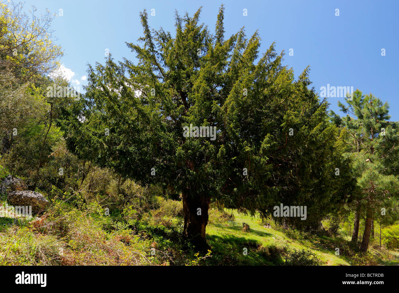 Antico albero di Yew Taxus baccata Sierra de Segura Albacete Spagna Foto Stock