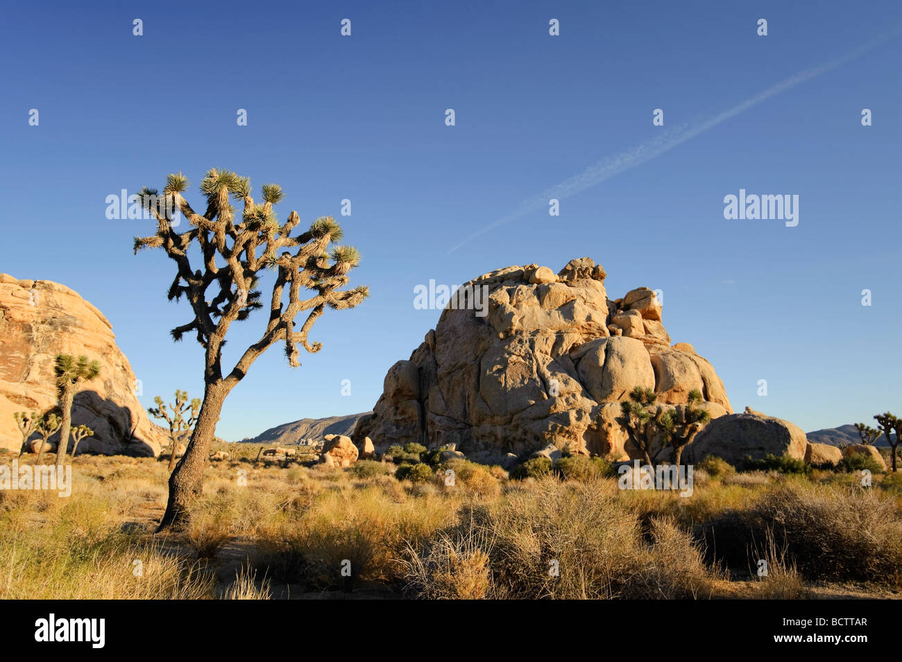 USA California Parco nazionale di Joshua Tree alberi di Joshua Yucca brevifolia Foto Stock