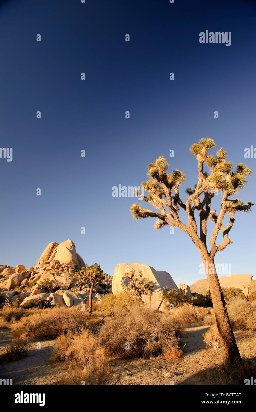 USA California Parco nazionale di Joshua Tree alberi di Joshua Yucca brevifolia Foto Stock