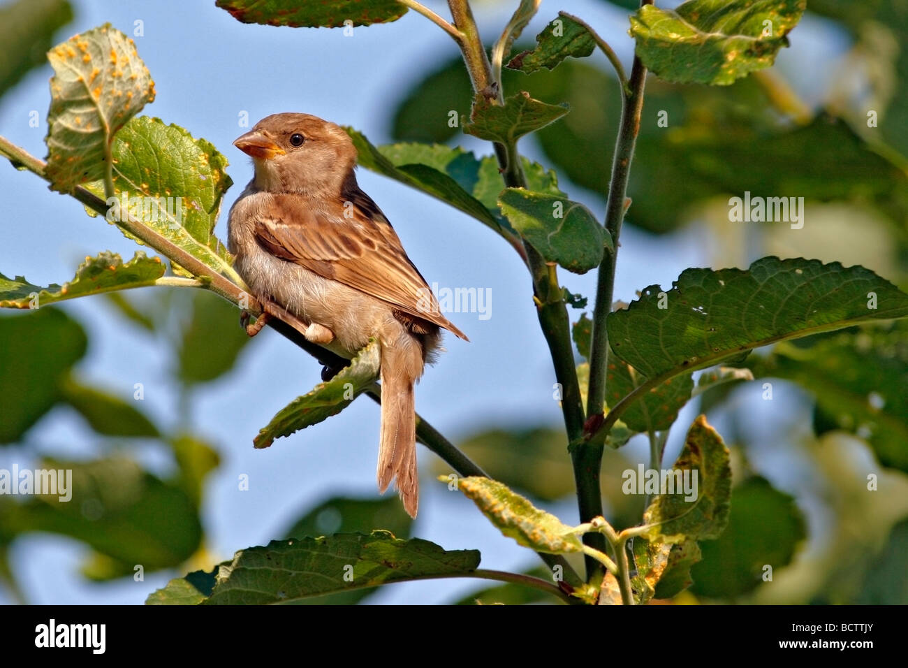 Uccello, il canto degli uccelli, Sparrow, seduto su un ramoscello Foto Stock
