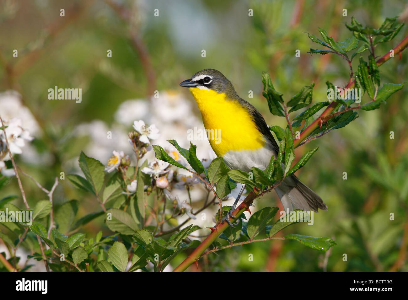 Giallo Chat contraffacciate arroccato nella boccola di Blackberry Foto Stock