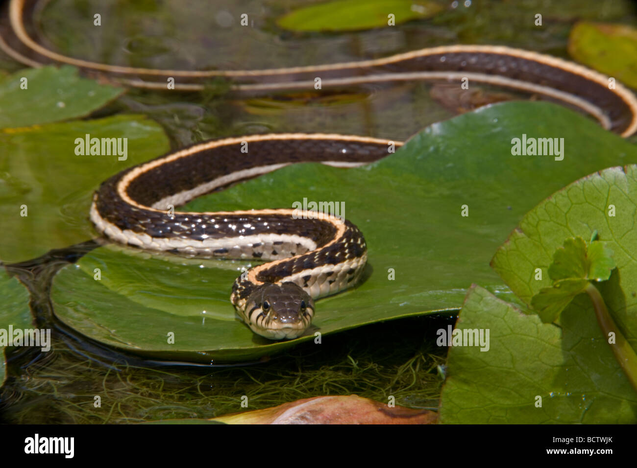 Nero a collo di serpente giarrettiera (Thamnophis cyrtopsis) Az - USA - Semi-acquatico - In stagno con ninfee Foto Stock