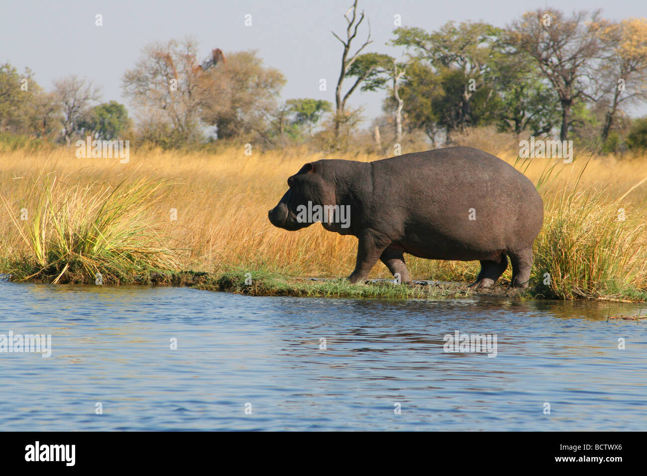 Ippopotamo (Hippopotamus amphibius) permanente al Riverside, fiume Kwando, Namibia Foto Stock
