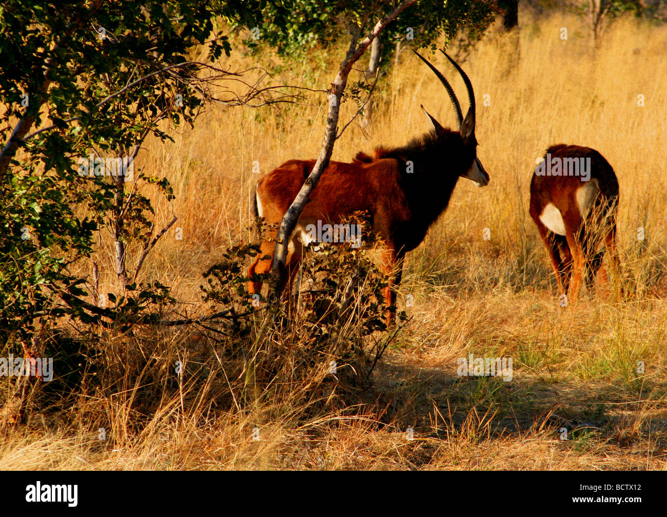 Due Sable antilopi (Hippotragus niger) in una foresta, Parco Nazionale di Hwange, Zimbabwe Foto Stock