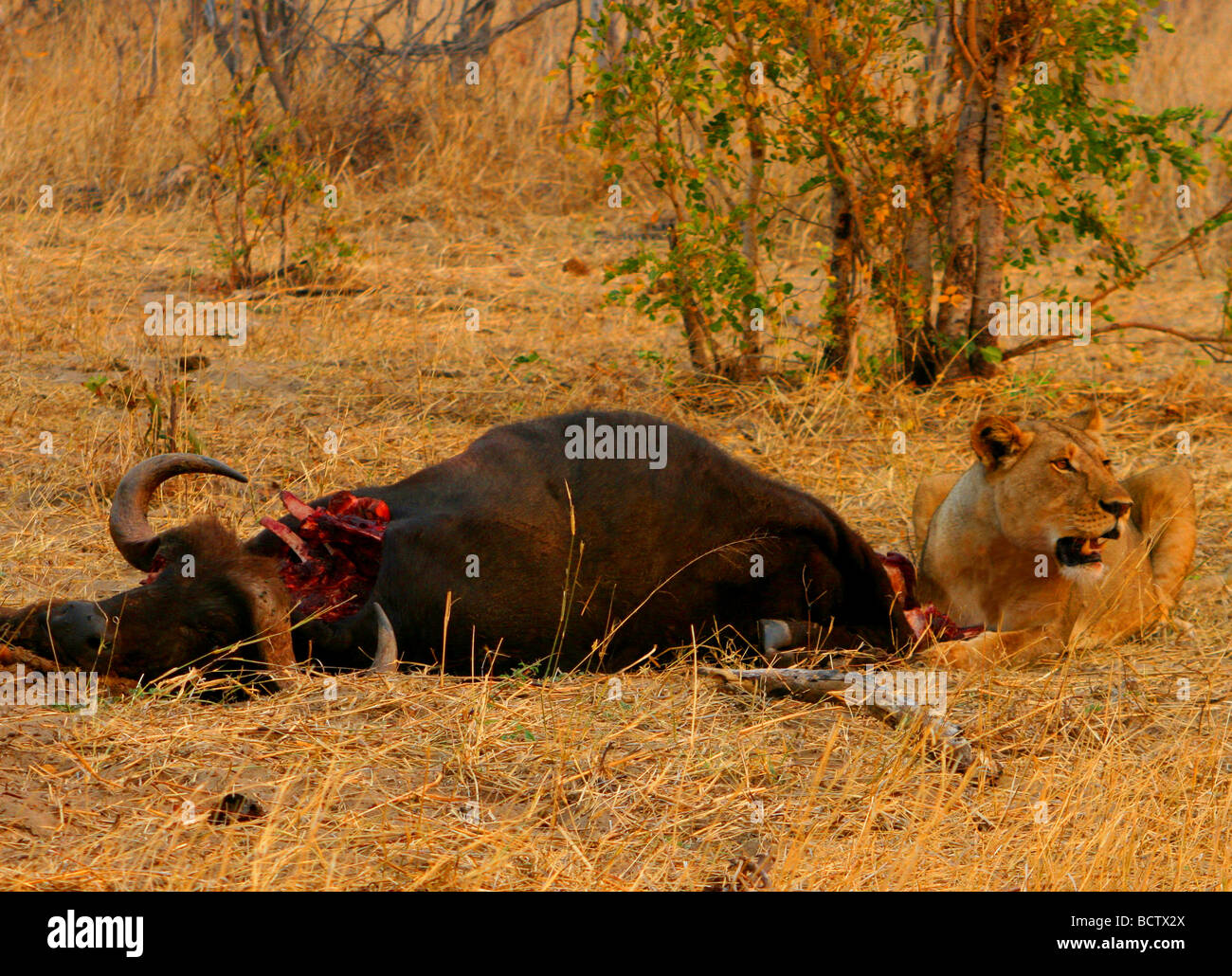 Leonessa (Panthera leo) seduta vicino a ucciso buffalo, Okavango Delta, Botswana Foto Stock