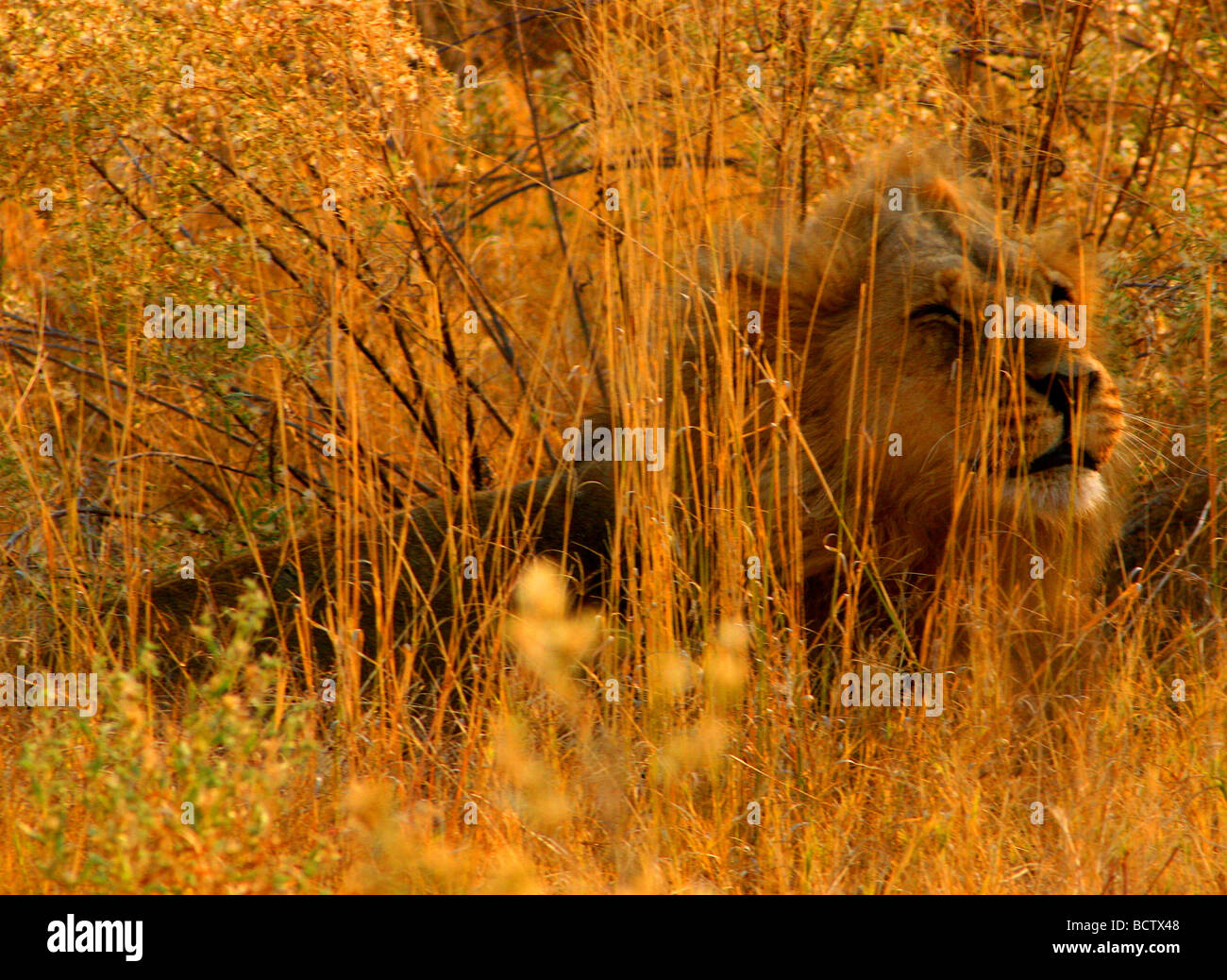 Lion (Panthera leo) giacenti in erba alta, Okavango Delta, Botswana Foto Stock