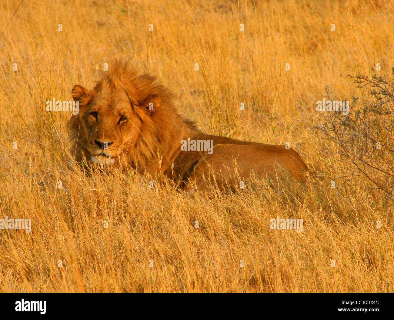 Lion (Panthera leo) giacenti in erba alta, Okavango Delta, Botswana Foto Stock