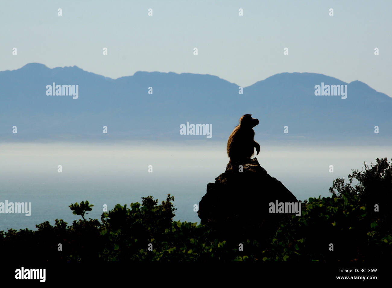Chacma baboon (Papio ursinus) seduto su una roccia, Cape Point, Sud Africa Foto Stock