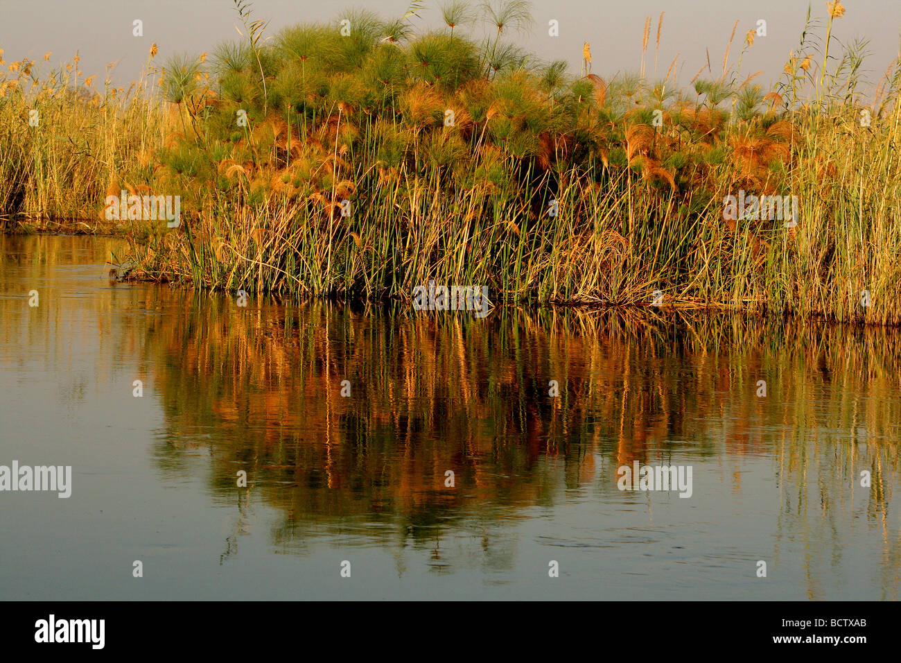 La riflessione del papiro di piante in acqua, fiume Kwando, Namibia Foto Stock
