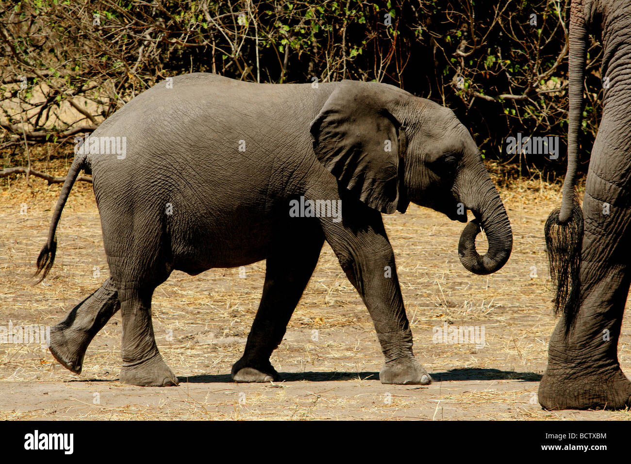 Africa vitello di elefante africano (Loxodonta africana) a seguito di sua madre a camminare in una foresta, Parco Nazionale Chobe, Botswana Foto Stock