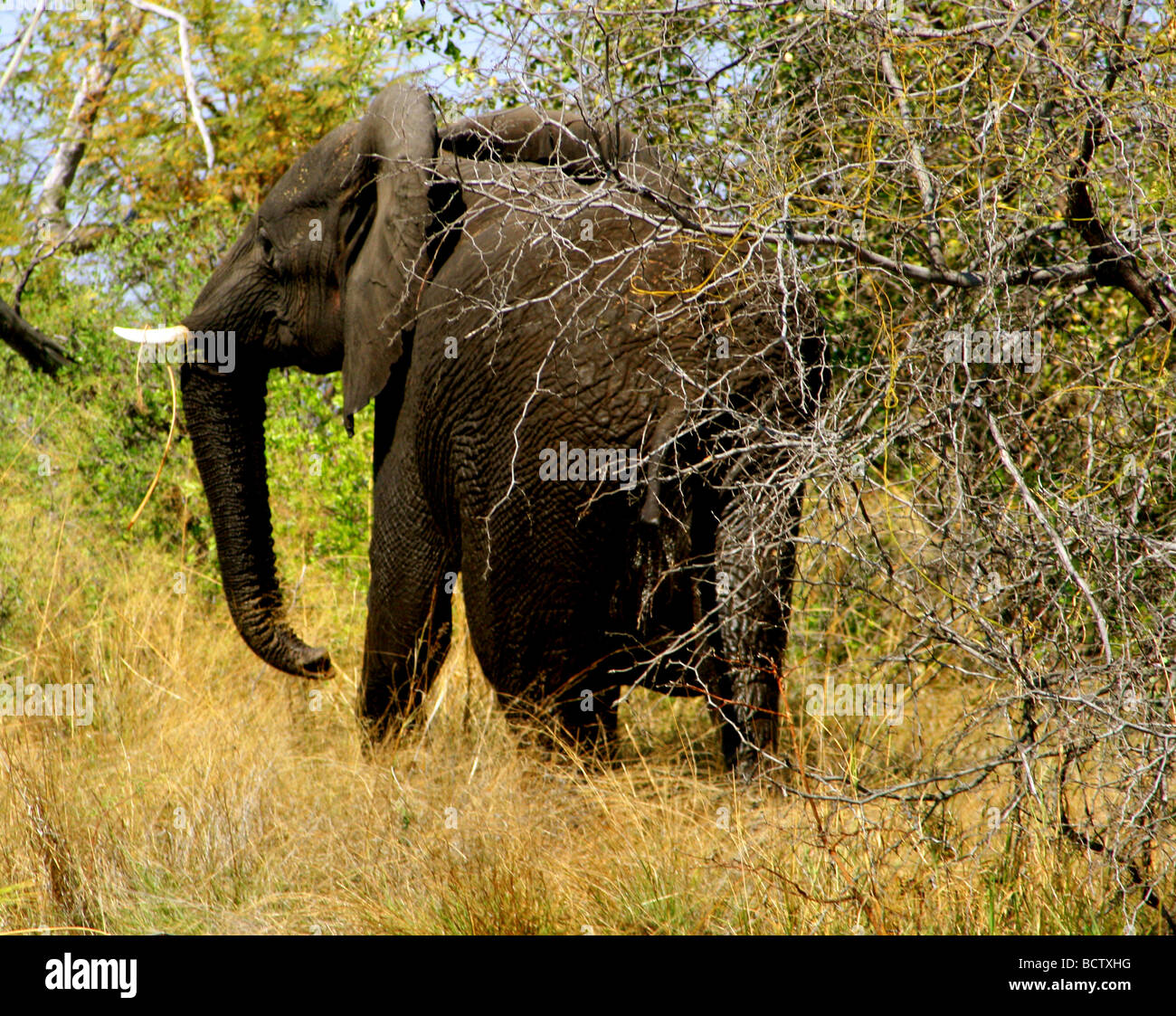 Elefante africano (Loxodonta africana) in una foresta, Parco Nazionale Chobe, Botswana Foto Stock