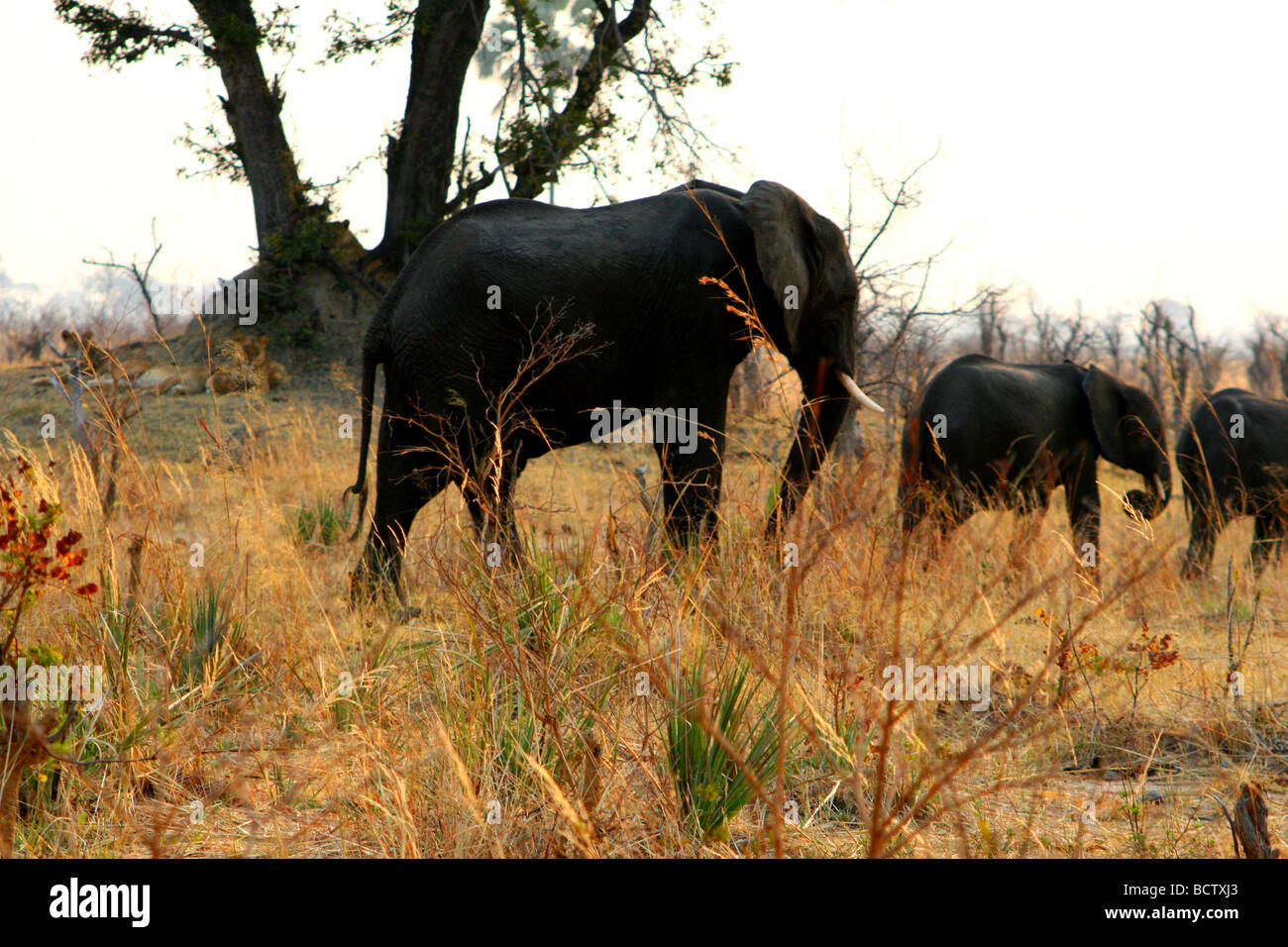 L'elefante africano (Loxodonta africana) passeggiate in foresta con i lions (Panthera leo) sullo sfondo parco Nazionale di Hwange Zimbabwe Foto Stock