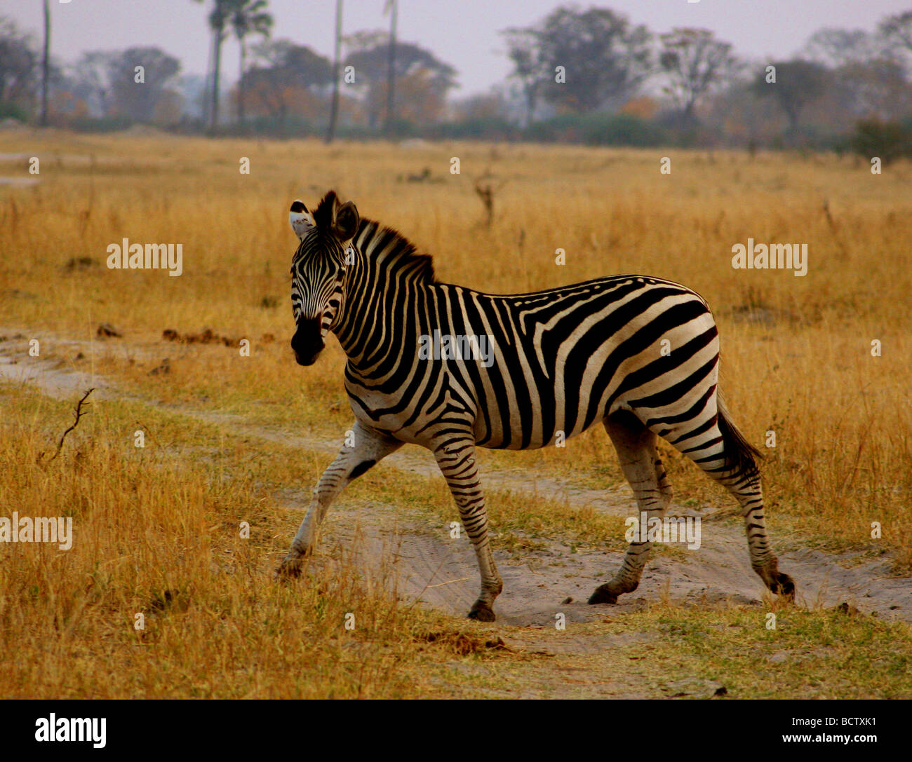 Zebra pascolare in un campo, Okavango Delta, Botswana Foto Stock
