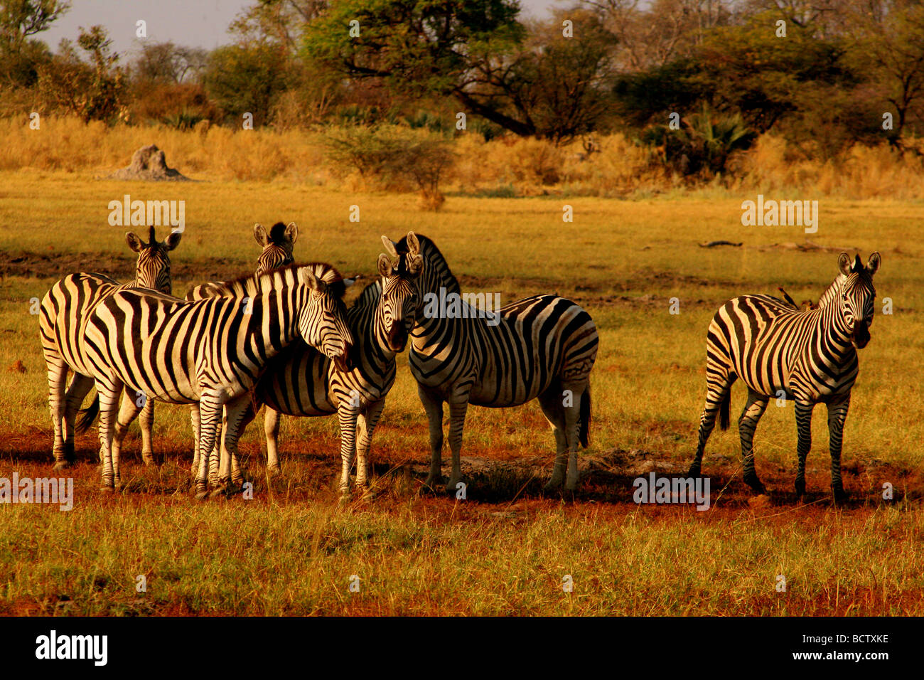 Zebre pascolano in un campo, Okavango Delta, Botswana Foto Stock